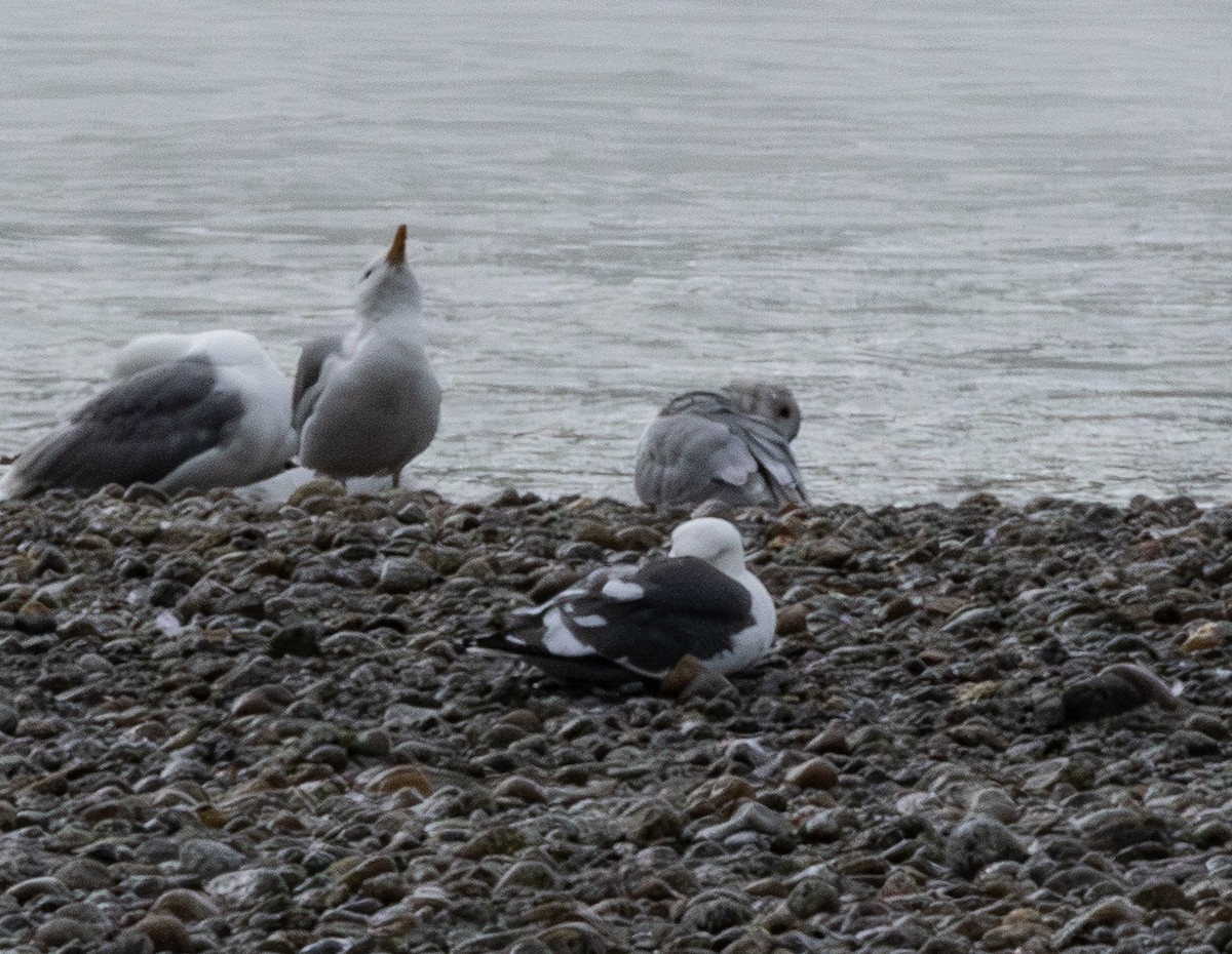 Slaty-backed Gull - ML640388583
