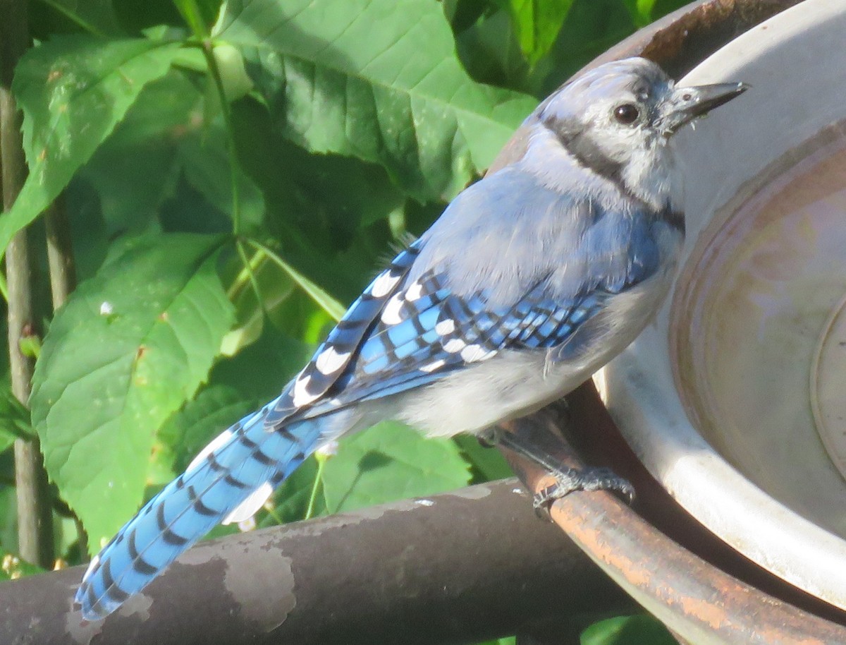 Blue Jay - ML640388584