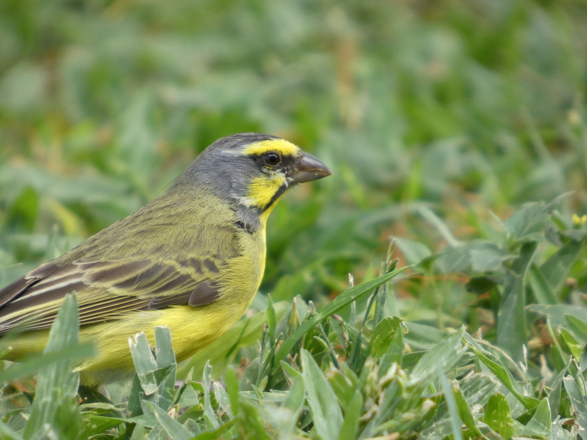Yellow-fronted Canary - ML640388585