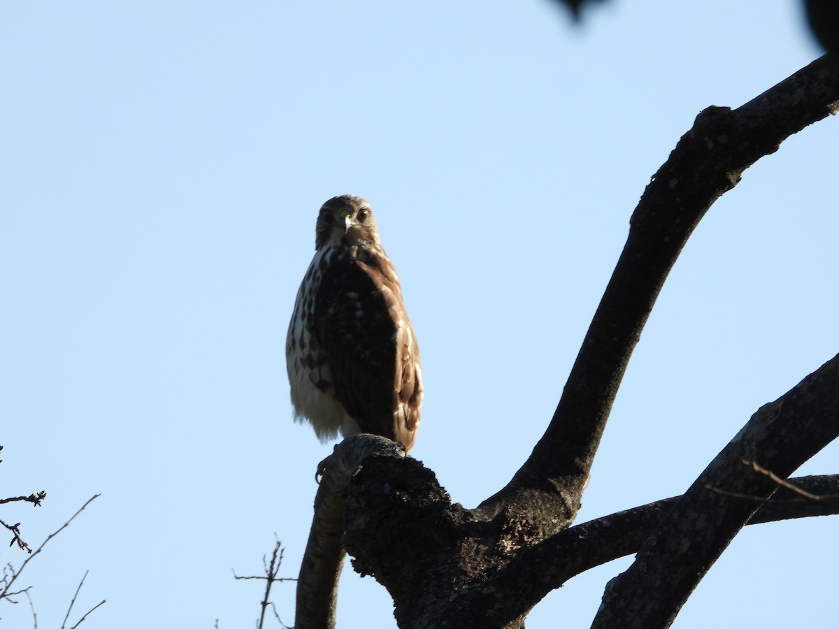 Broad-winged Hawk - ML640388590