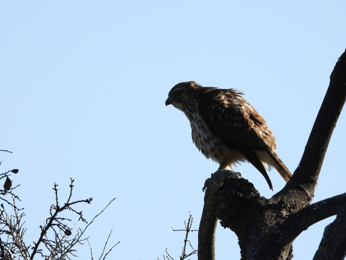 Broad-winged Hawk - ML640388591