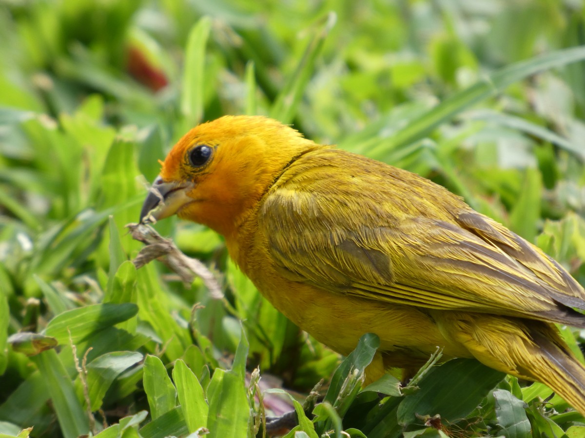 Saffron Finch - ML640388593