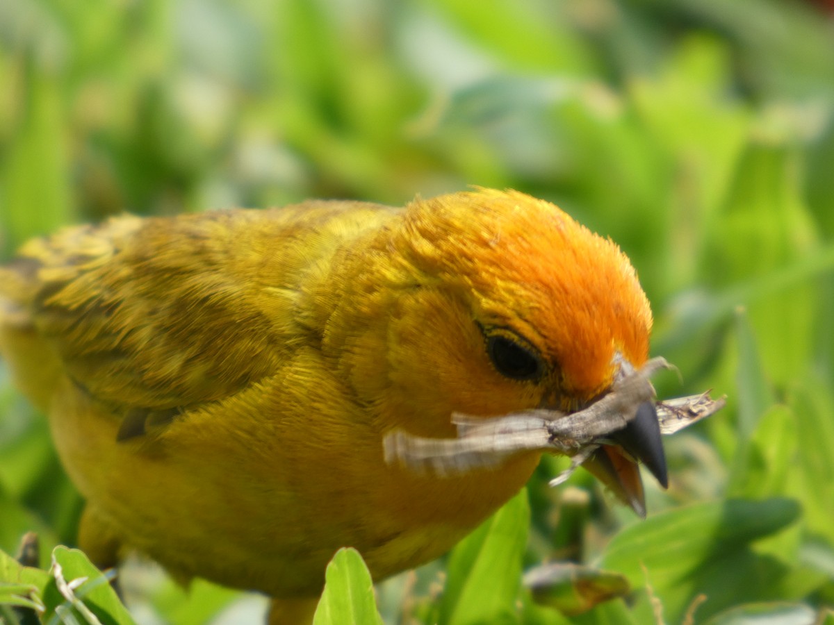 Saffron Finch - ML640388594