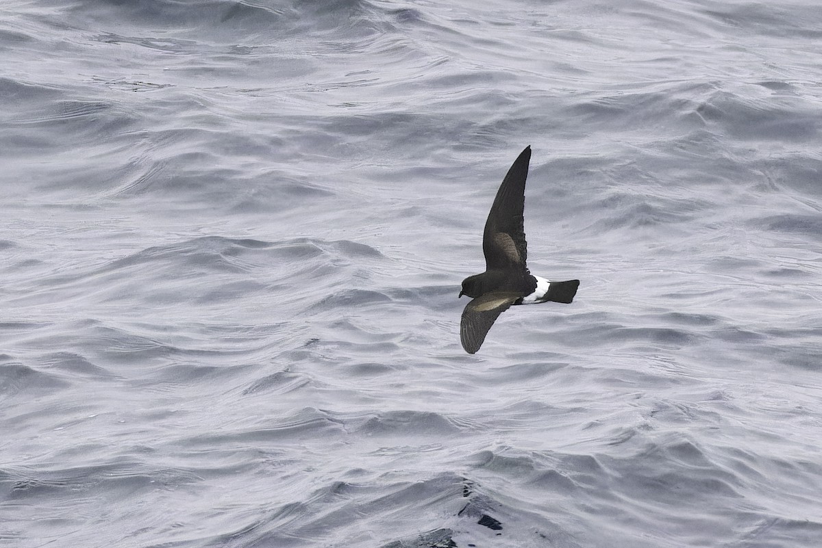 Wilson's Storm-Petrel (Wilson's) - ML640388615