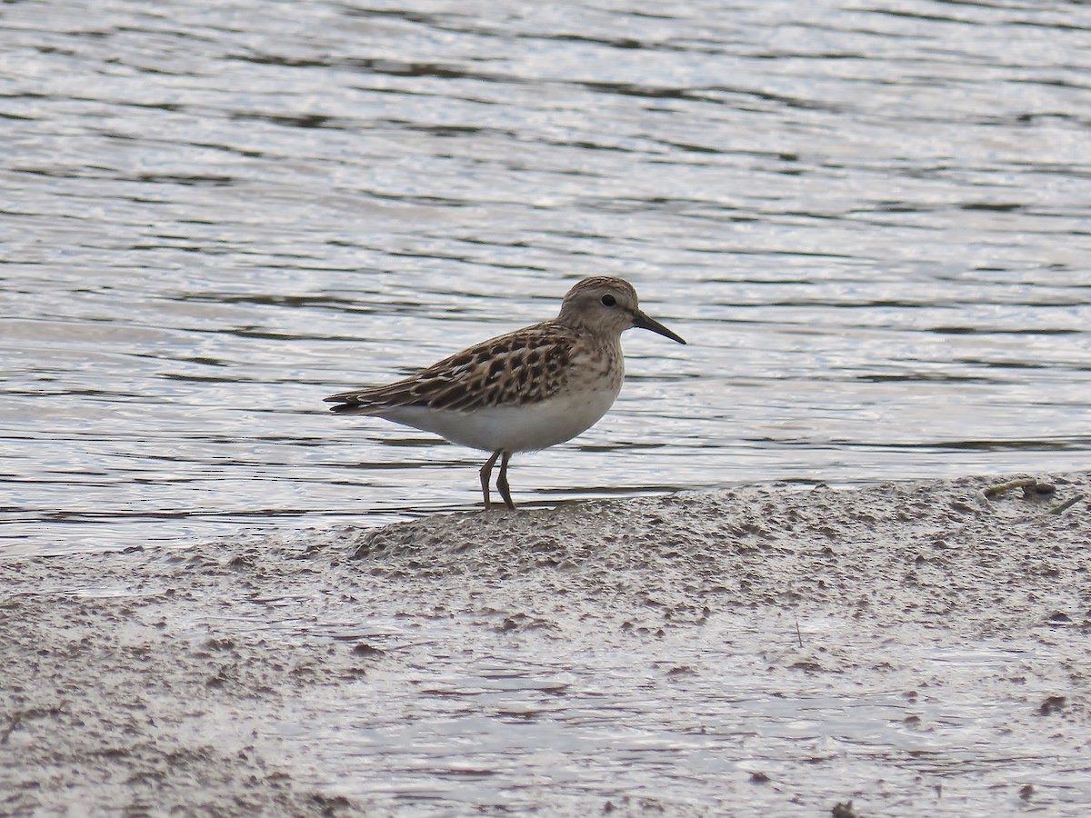 Least Sandpiper - ML640388652