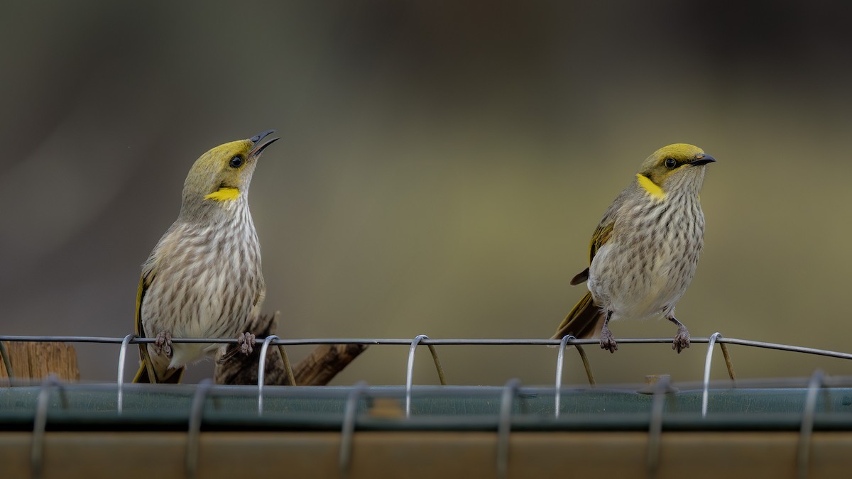 Yellow-plumed Honeyeater - ML640388696
