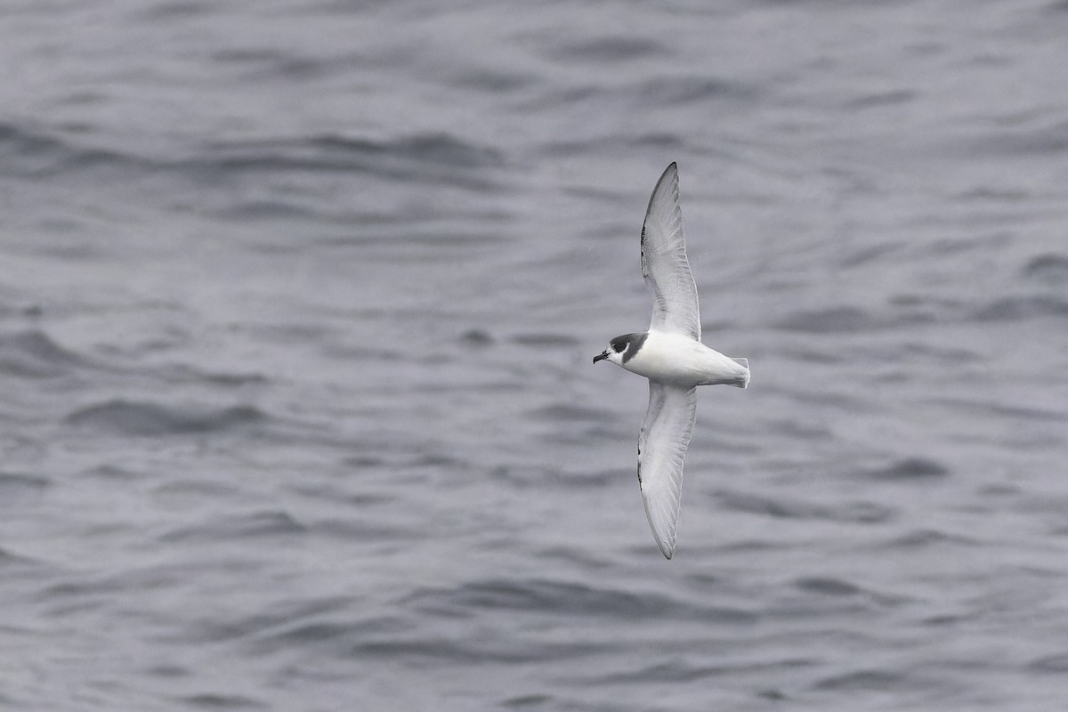 Blue Petrel - ML640388708
