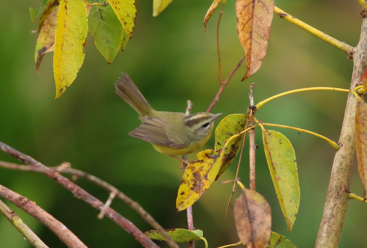 Golden-crowned Warbler - ML640388729