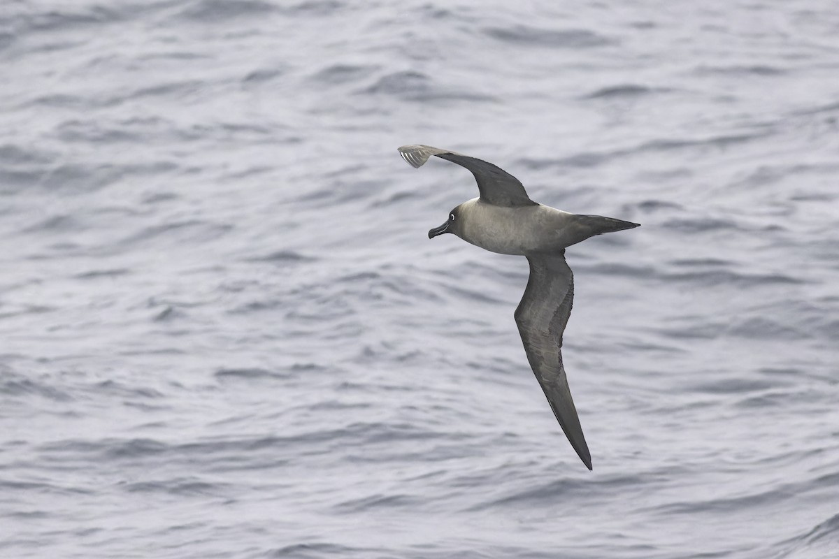 Light-mantled Albatross - ML640388759