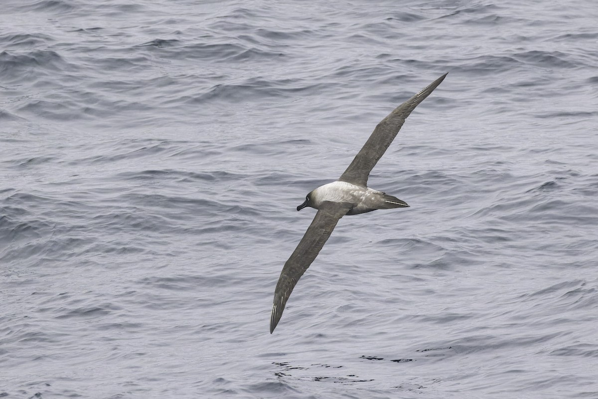 Light-mantled Albatross - ML640388760