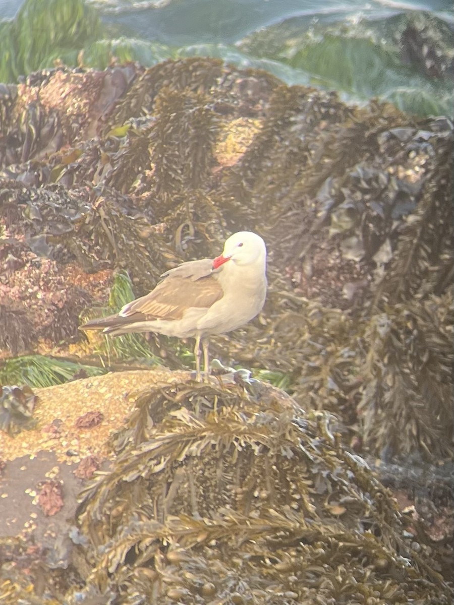 Heermann's Gull - ML640388769