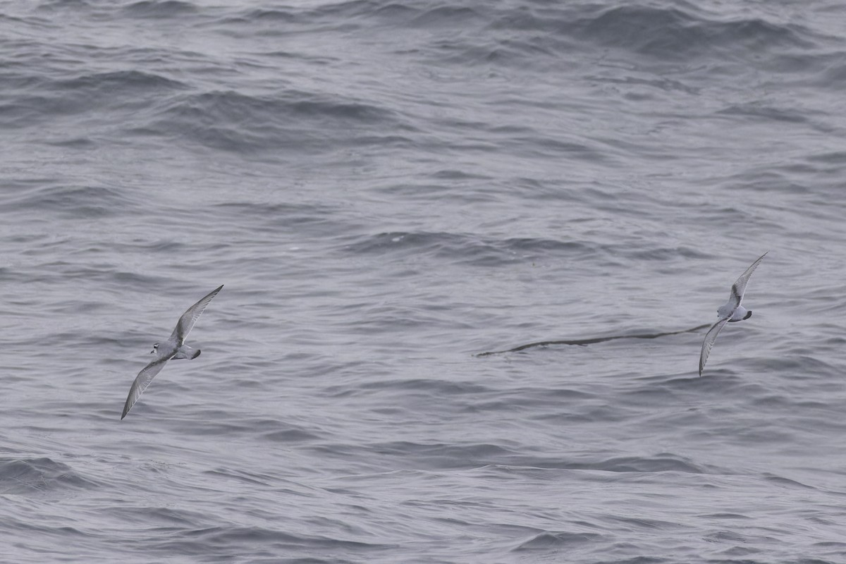 Antarctic Prion - ML640388797