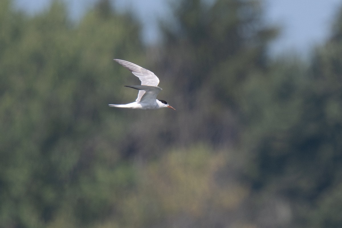 Forster's/Common Tern - ML640388809