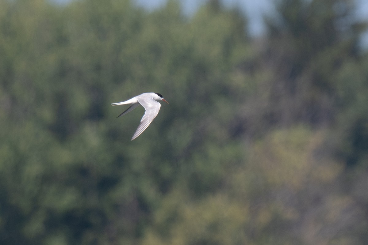 Forster's/Common Tern - ML640388810