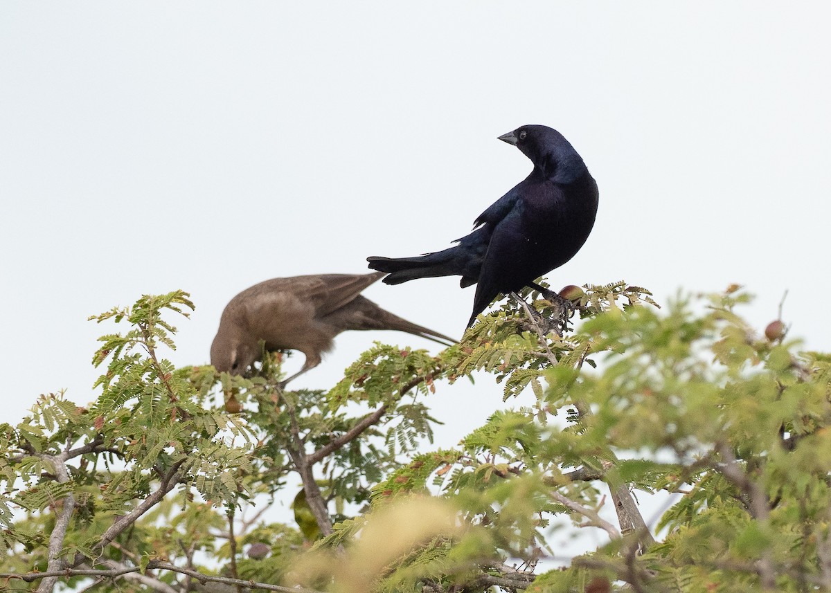 Shiny Cowbird - ML640388891