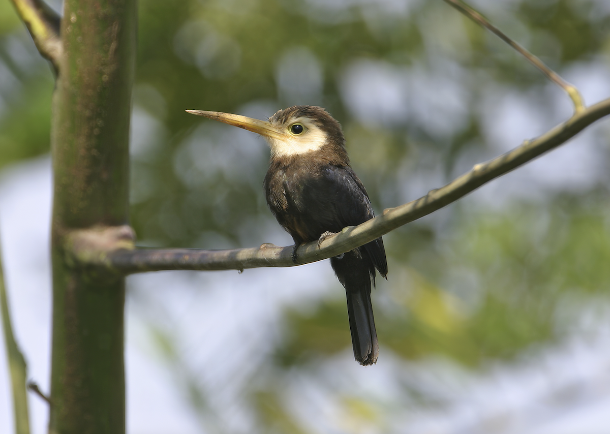 White-throated Jacamar - ML640388902