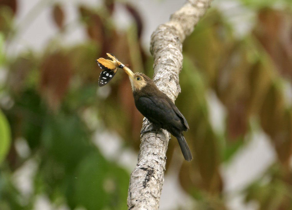 White-throated Jacamar - ML640388903