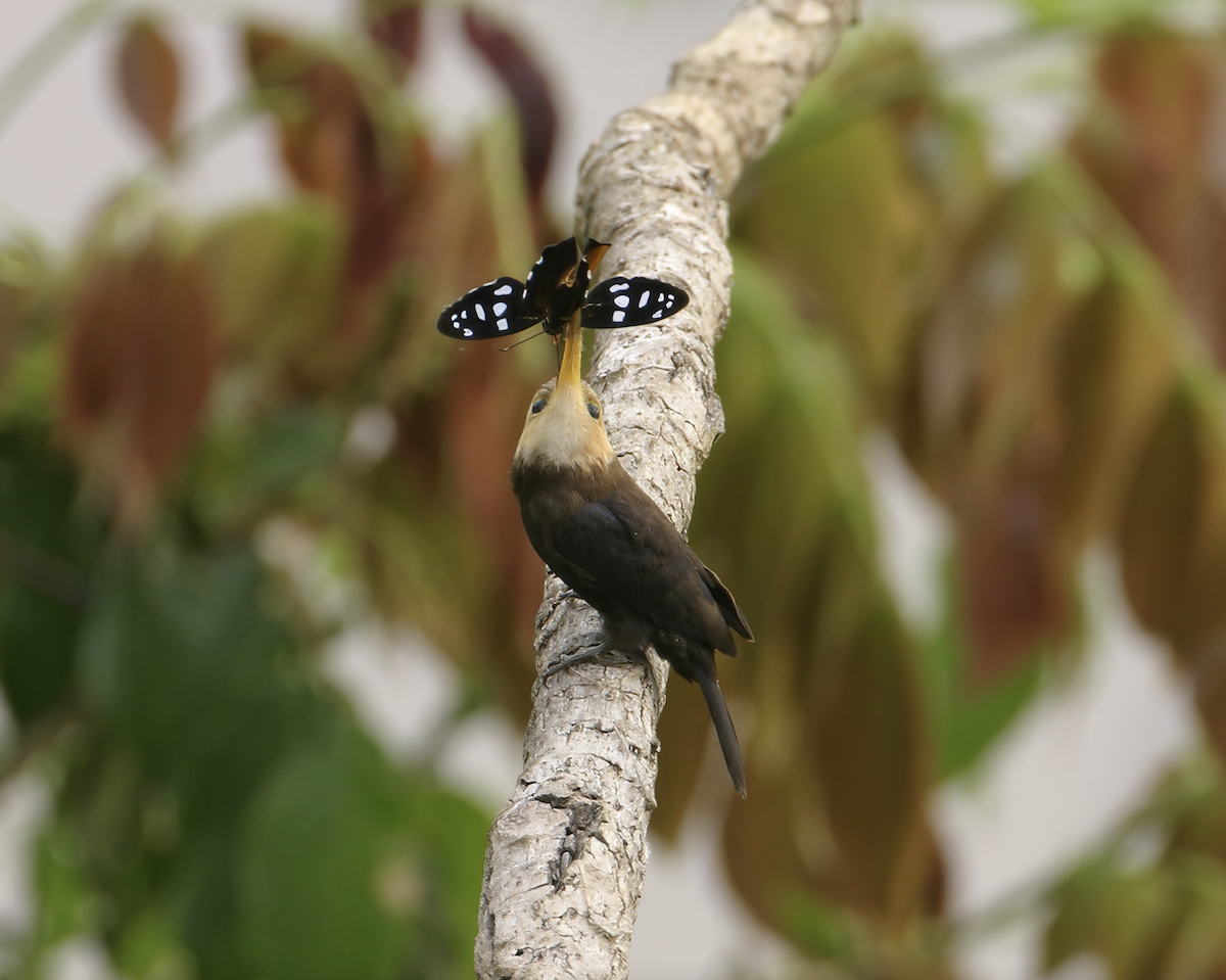White-throated Jacamar - ML640388904