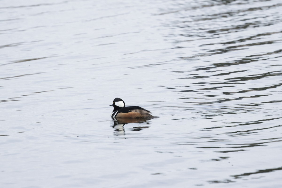 Hooded Merganser - ML640388906