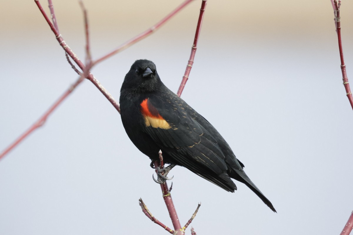 Red-winged Blackbird - ML640388910