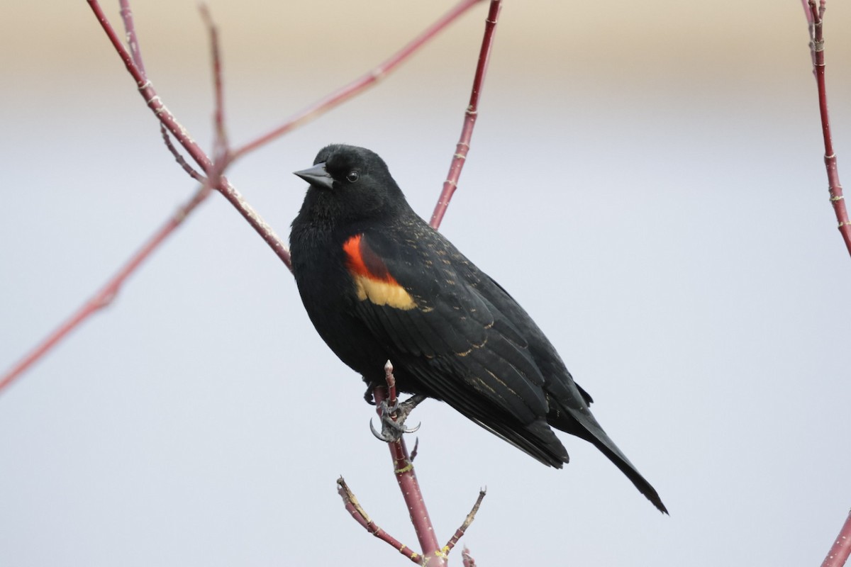 Red-winged Blackbird - ML640388911