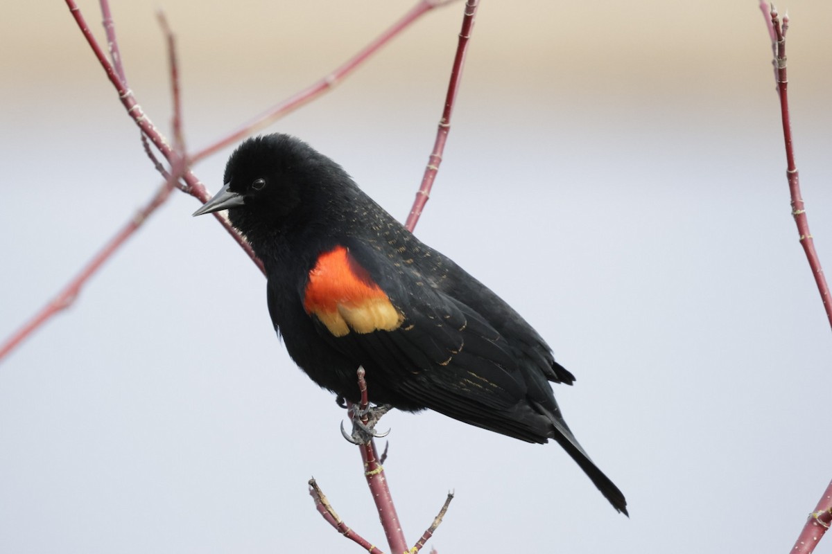 Red-winged Blackbird - ML640388912
