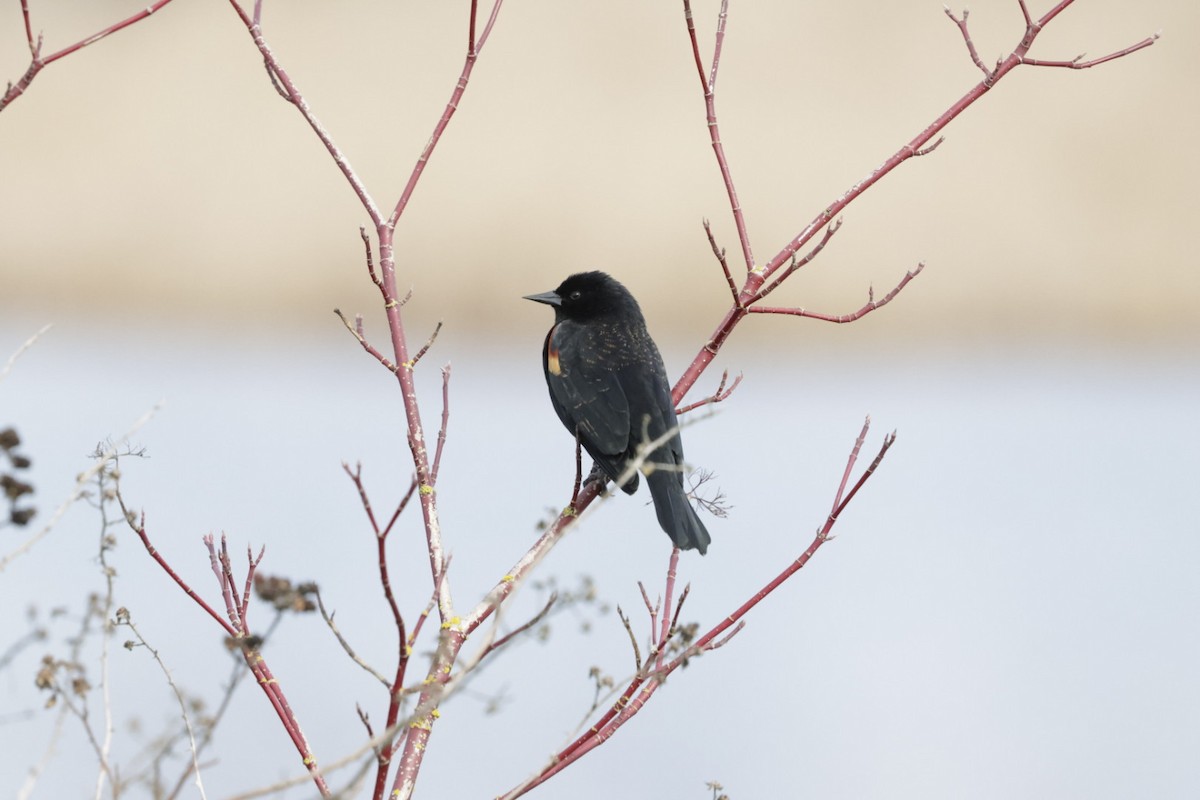 Red-winged Blackbird - ML640388913