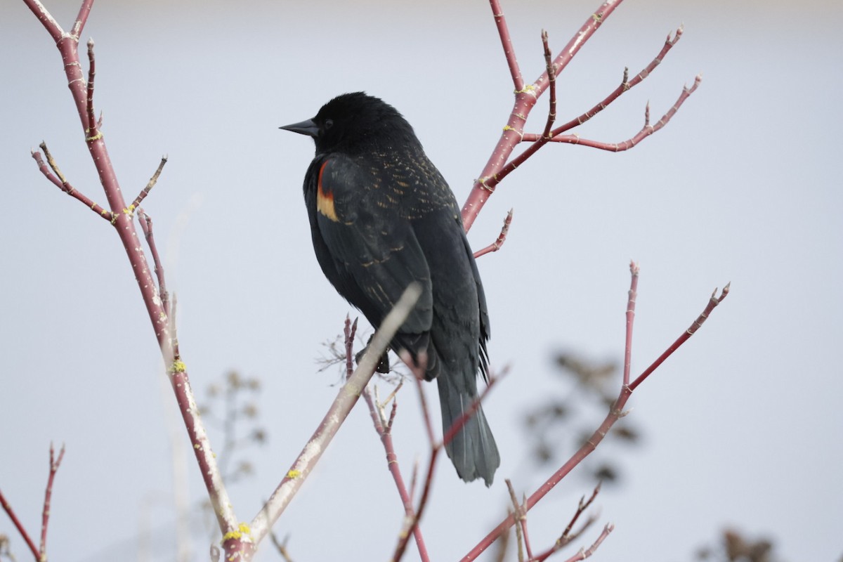 Red-winged Blackbird - ML640388914