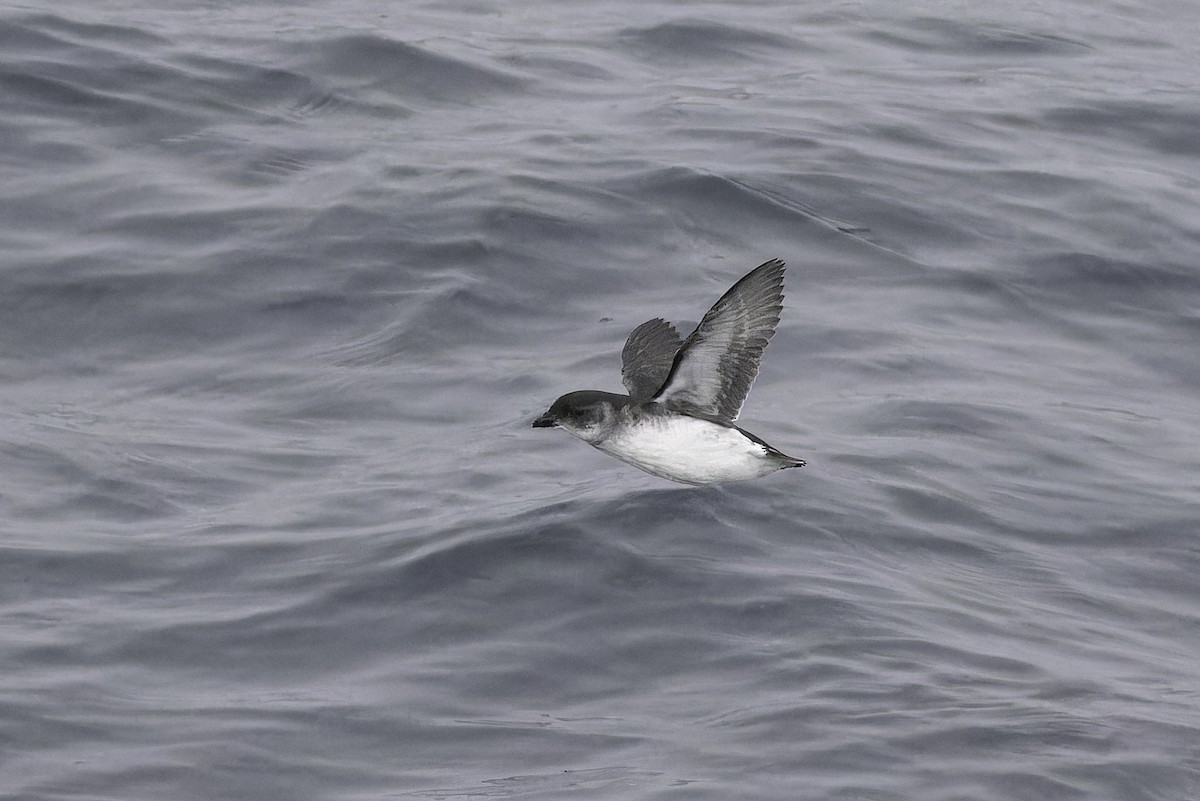 Common Diving-Petrel - ML640388915