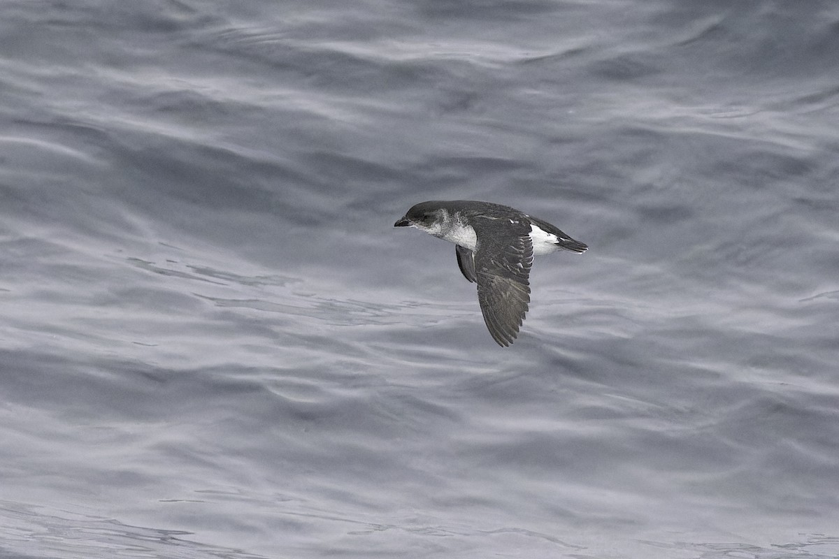 Common Diving-Petrel - ML640388916