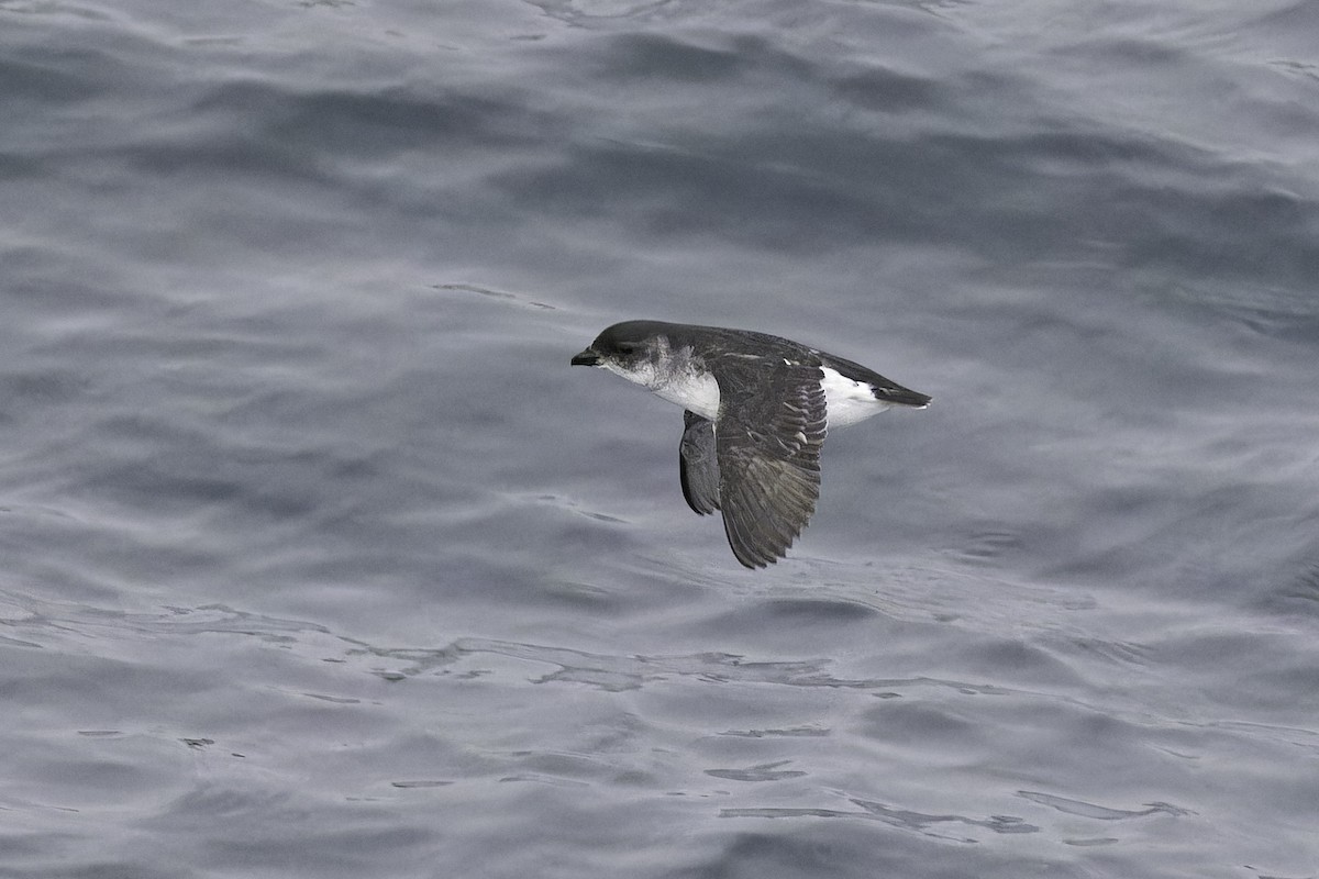 Common Diving-Petrel - ML640388917