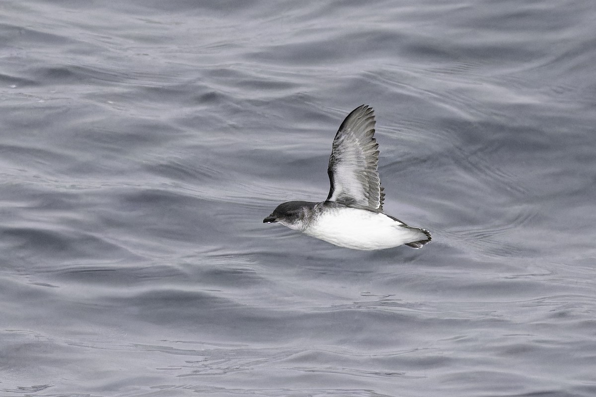 Common Diving-Petrel - ML640388918