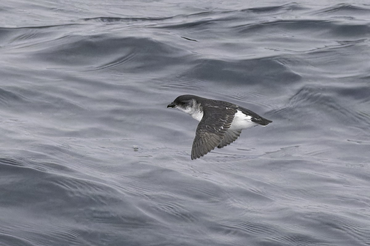 Common Diving-Petrel - ML640388919