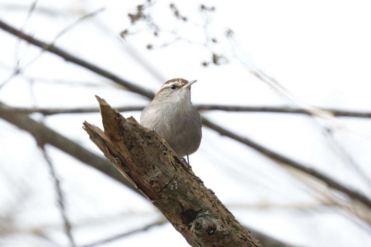 Bewick's Wren - ML640388921
