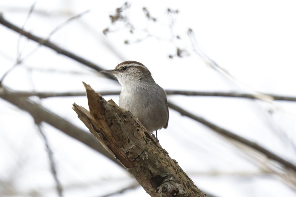 Bewick's Wren - ML640388922