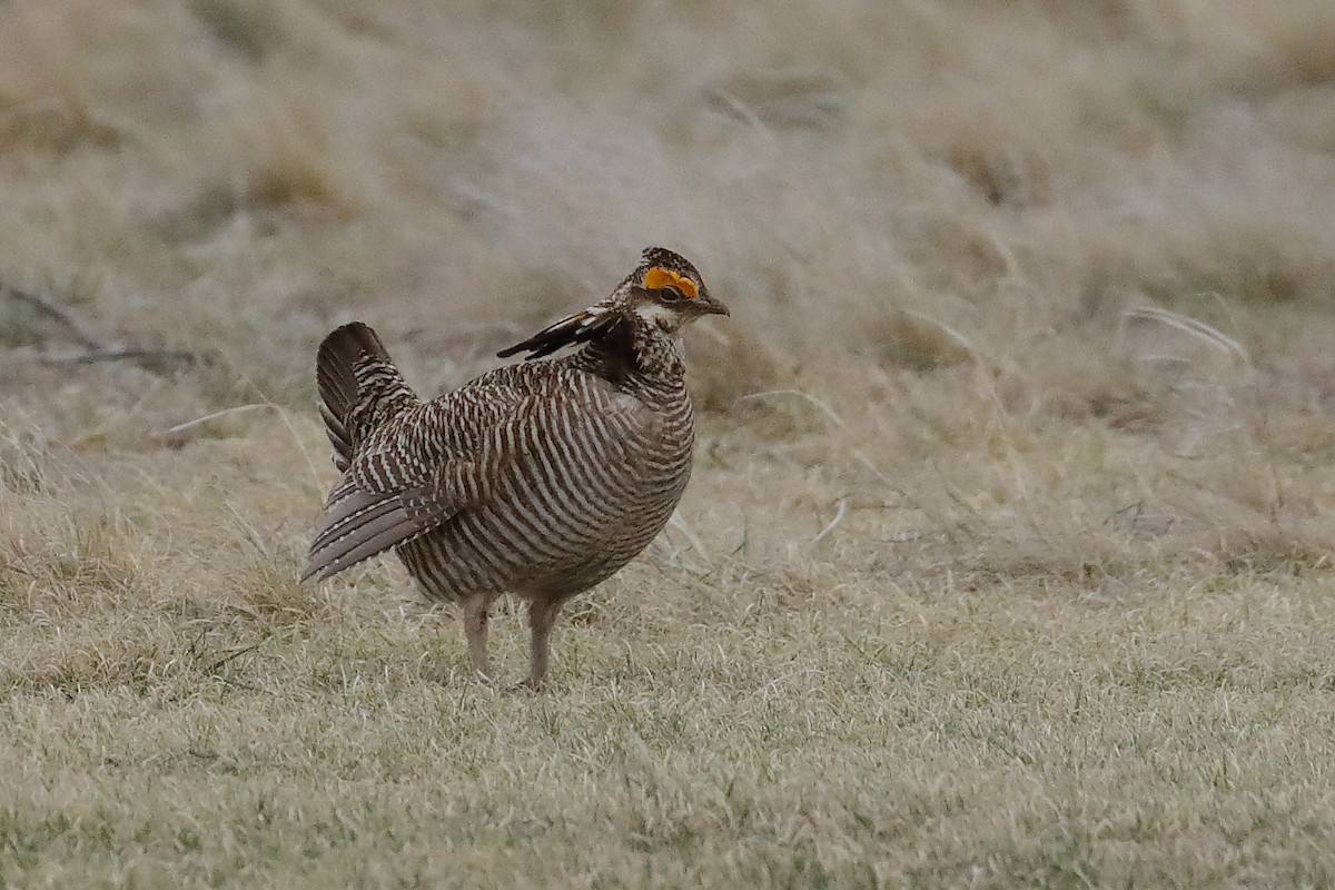 Lesser Prairie-Chicken - ML640388925