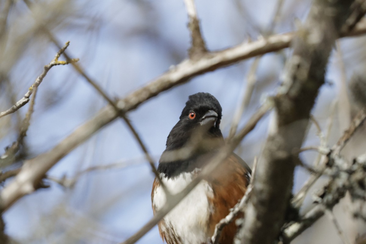 Spotted Towhee - ML640388928