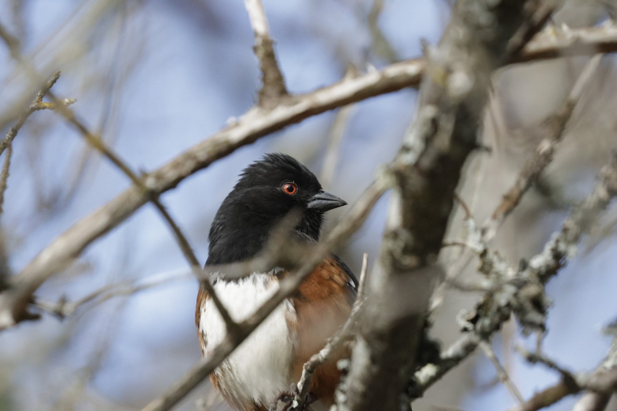 Spotted Towhee - ML640388929
