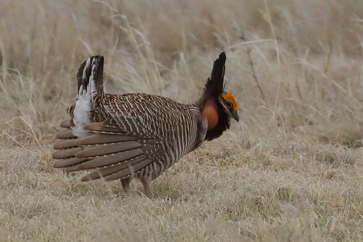 Lesser Prairie-Chicken - ML640388930