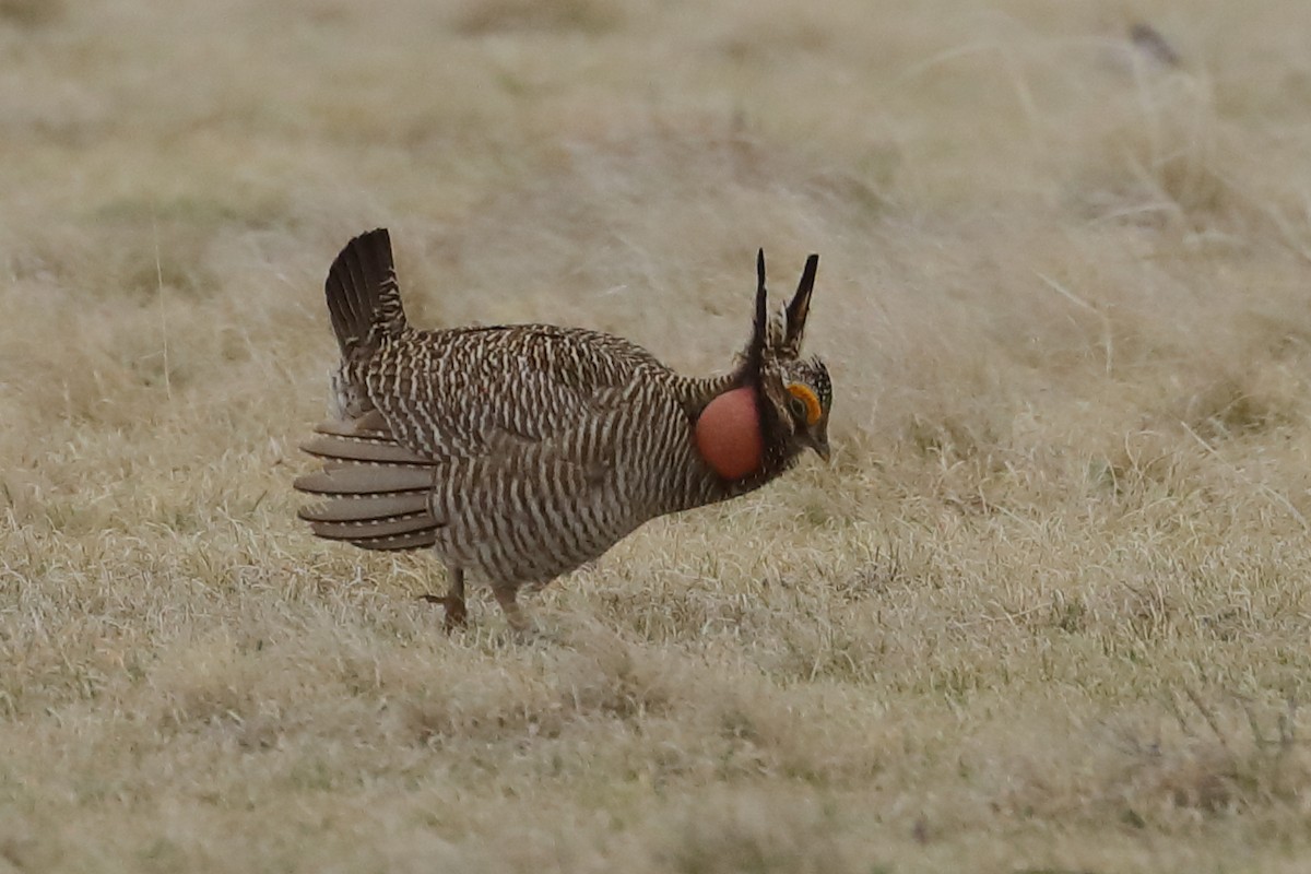 Lesser Prairie-Chicken - ML640388931