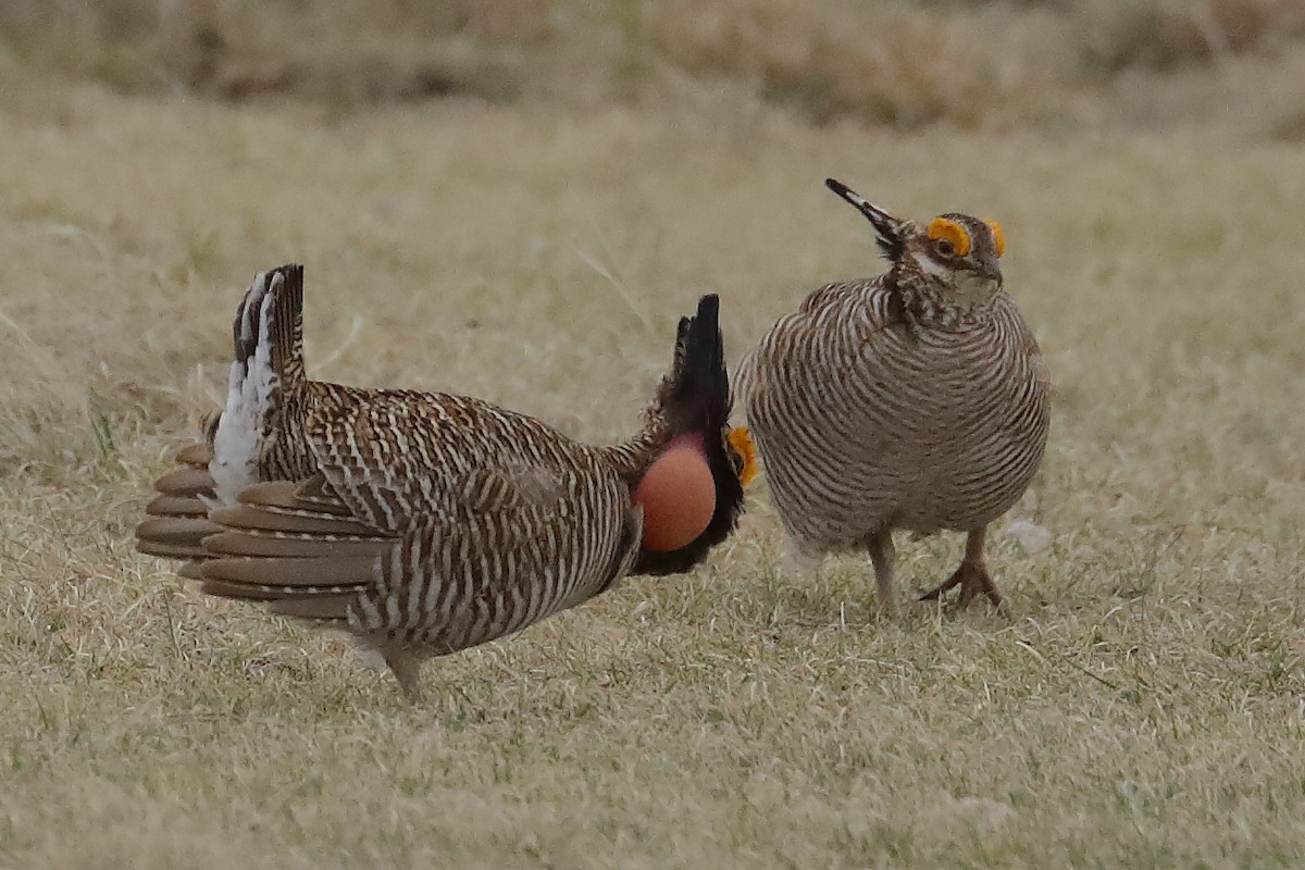 Lesser Prairie-Chicken - ML640388932