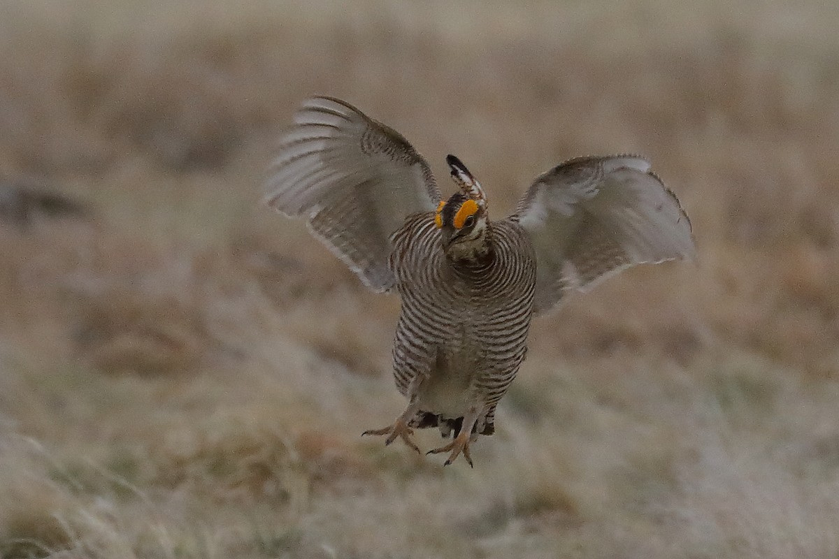 Lesser Prairie-Chicken - ML640388933