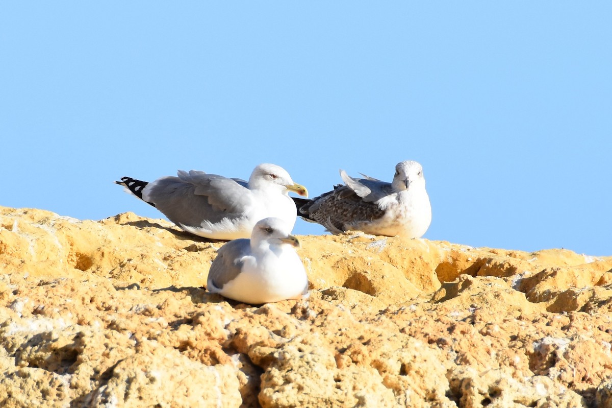 Yellow-legged Gull - ML640388982