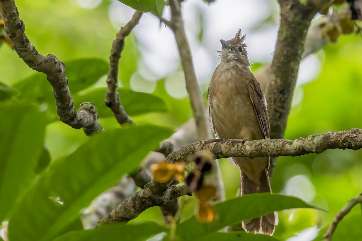 Ochraceous Bulbul - ML640388990