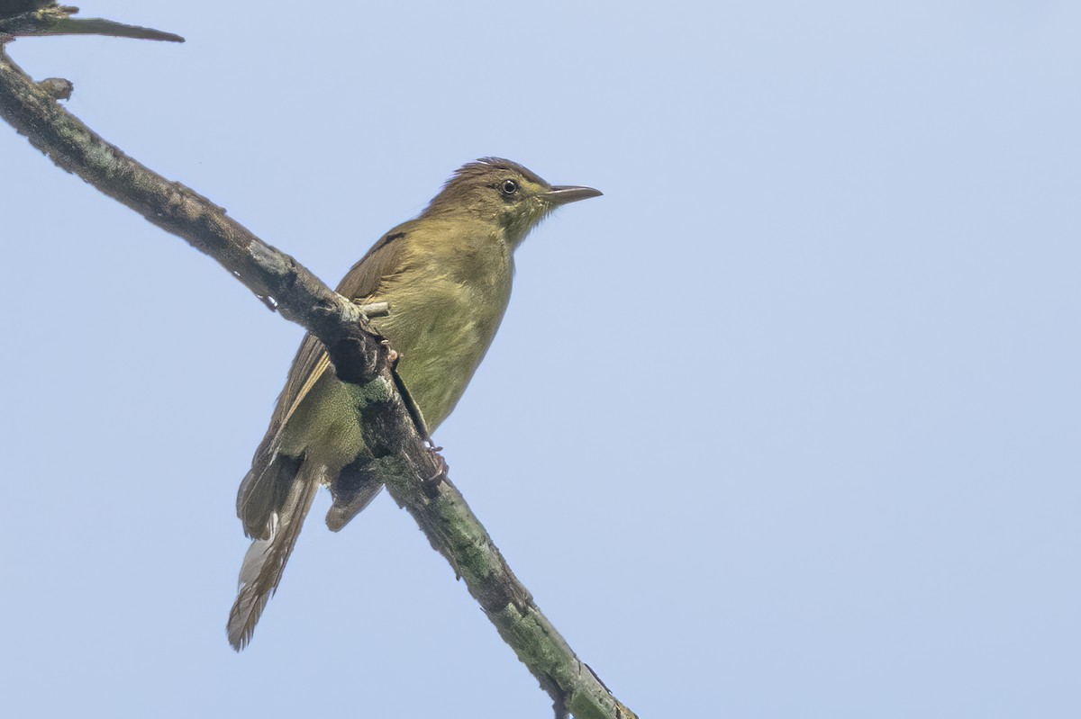 Bulbul olive (cinnamomeoventris) - ML640388994