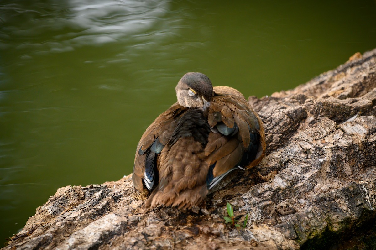 Wood Duck - ML640389029