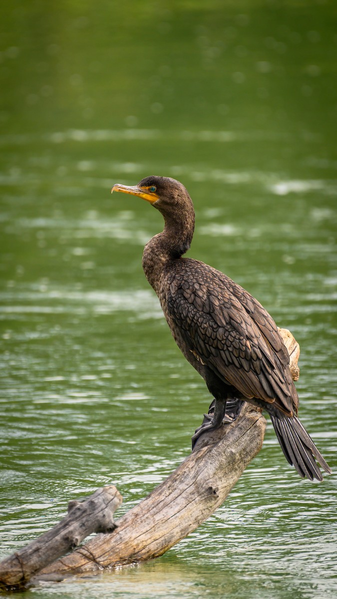 Double-crested Cormorant - ML640389032