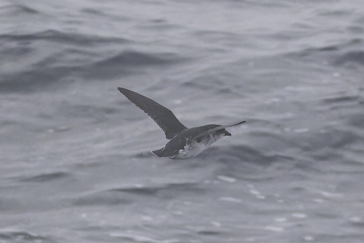 Common Diving-Petrel - ML640389066