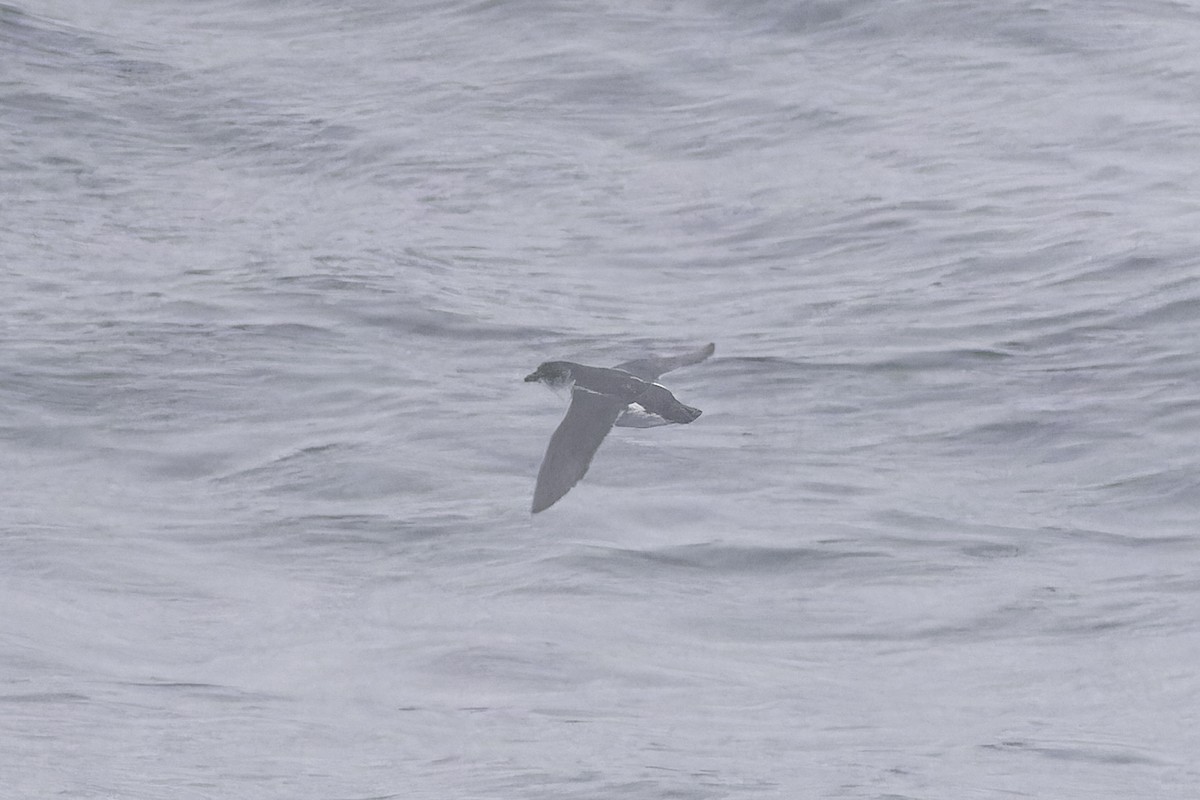 Common Diving-Petrel - ML640389067