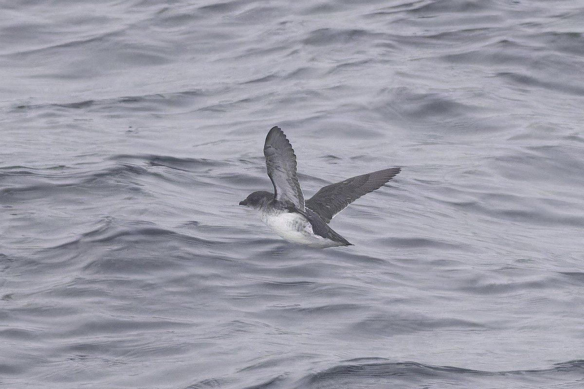 Common Diving-Petrel - ML640389078